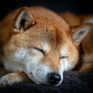 espérance de vie du Shiba Inu